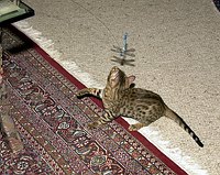 Lance plays by himself with the new dragonfly toy.  